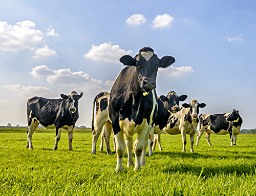 The Best Approach to Milking Cows is Consistency